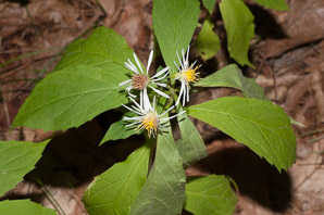 Oclemena acuminata (whorled wood aster, mountain aster, sharp-leaved aster)