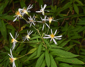 Oclemena acuminata (whorled wood aster, mountain aster, sharp-leaved aster)