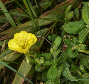 Oenothera pilosella (prairie sundrops, meadow evening primrose)