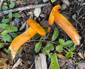 Omphalotus illudens (jack o’lantern mushroom)