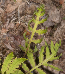 Onoclea sensibilis (sensitive fern, bead fern, meadow brake)