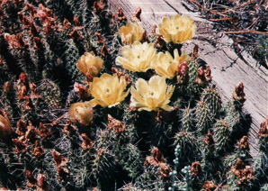 Opuntia Mill. (prickly pear cactus, prickly pear, cholla, pricklypear)