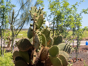 Opuntia galapageia (Galápagos prickly pear, tree prickly pear)