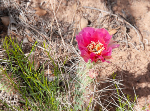 Opuntia phaeacantha (desert prickly pear, tulip prickly pear, brown-spine prickly pear, tulip pricklypear)