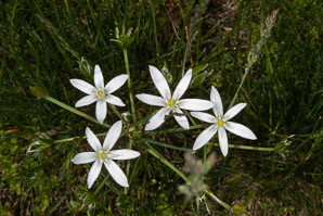 Ornithogalum umbellatum (Star of Bethlehem, grass lily, nap-at-noon, eleven-o’clock lady, star-of-Bethlehem)