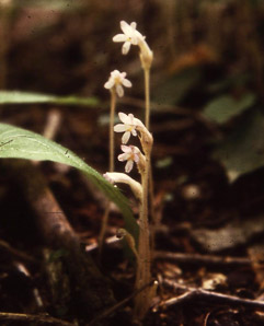 Orobanche uniflora (naked broomrape, one-flowered cancer-root, cancer-root, oneflowered broomrape)