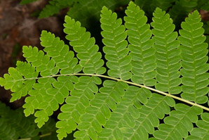 Osmunda claytoniana (interrupted fern)