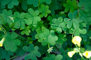 Oxalis pes-caprae (buttercup oxalis, Bermuda buttercup, African wood-sorrel, Bermuda sorrel, Cape sorrel, English weed, goat’s-foot, sourgrass)