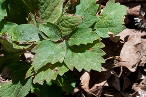 Pachysandra procumbens (pachysandra, Alleghany spurge, Alleghany pachysandra, Allegheny-spurge)