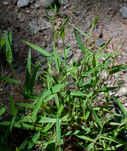 Panicum L. (panicgrass)