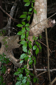 Parthenocissus quinquefolia (Virginia creeper)