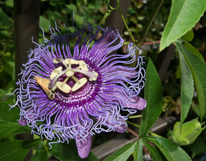 Passiflora incarnata (maypop, purple passion flower, purple passionflower)