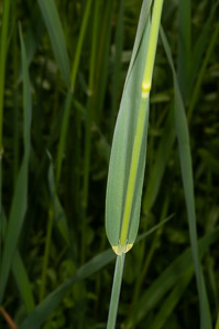 Phalaris arundinacea (reed canary grass, reed canarygrass)