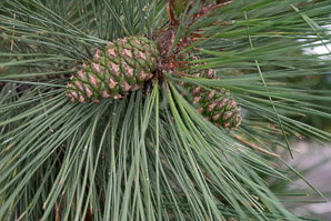 Pinus edulis (pinyon pine, two-needle pinyon, piñon, twoneedle piñon, twoneedle pinyon)