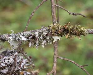 Platismatia tuckermanii (crumpled rag lichen, Tuckerman’s ragged lichen)