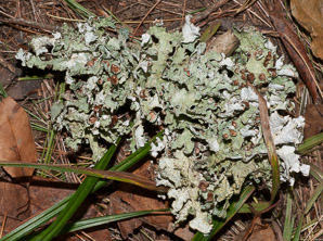 Platismatia tuckermanii (crumpled rag lichen, Tuckerman’s ragged lichen)