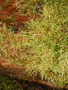 Pleurozium schreberi (Schreber’s moss, feather moss, red-stemmed feather moss, Schreber’s big red stem moss)