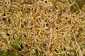 Pleurozium schreberi (Schreber’s moss, feather moss, red-stemmed feather moss, Schreber’s big red stem moss)