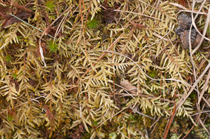 Pleurozium schreberi (Schreber’s moss, feather moss, red-stemmed feather moss, Schreber’s big red stem moss)