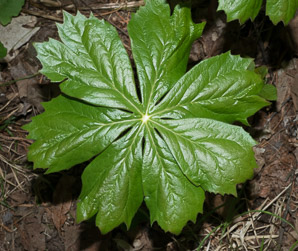 Podophyllum peltatum (mayapple, mandrake root, American mandrake, raccoon berry, wild lemon, Indian apple, duck’s foot, hog apple, umbrella plant, ground lemon)