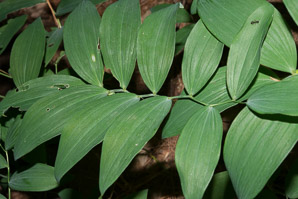 Polygonatum biflorum (smooth Solomon’s-seal, King Solomon’s-seal, great Solomon’s seal, smooth Solomon’s seal)