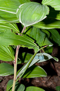 Polygonatum odoratum (variegated Solomon’s seal)