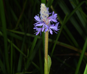 Pontederia cordata (pickerelweed)