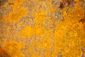 Porpidia flavocaerulescens (porpidia lichen)