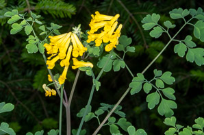 Pseudofumaria lutea (yellow corydalis, rock fumewort)