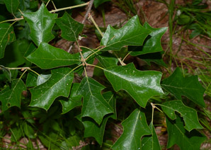 Quercus ilicifolia (bear oak, black scrub oak, scrub oak, turkey oak)