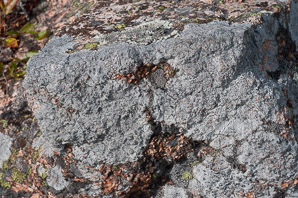 Rhizocarpon disporum (single-spored map lichen, map lichen)