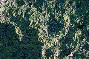 Rhizocarpon geographicum (yellow map lichen, world map lichen)