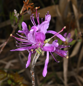 Rhododendron canadense (rhodora)