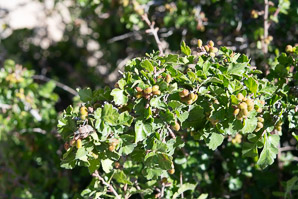 Rhus aromatica (skunkbrush, fragrant sumac)