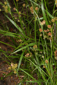 Rhynchospora capitellata (brownish beaksedge)