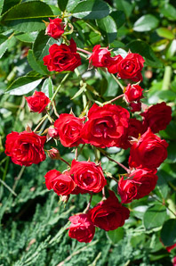 Rosa L. (rose, dwarf rose)