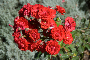 Rosa L. (rose, dwarf rose)