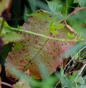Rumex obtusifolius (bitter dock, broad-leaved dock)