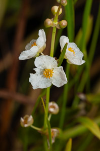 Sagittaria cuneata (arumleaf arrowhead)