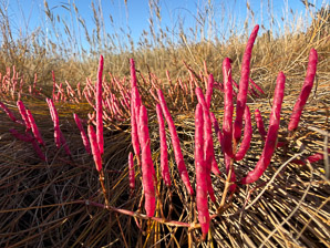 Salicornia depressa (slender glasswort, samphire, chicken-claws, common glasswort, Virginia glasswort)