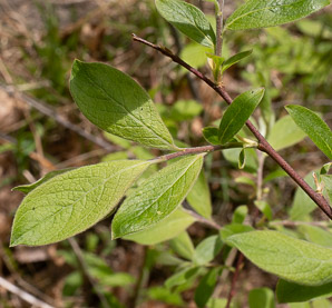 Salix discolor (pussy willow, American willow)