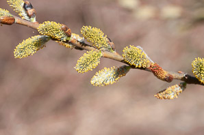 Salix discolor (pussy willow, American willow)