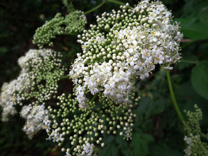Sambucus nigra (elderberry, American elderberry, common elderberry, black elderberry, American black elderberry)