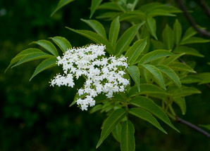 Sambucus nigra (elderberry, American elderberry, common elderberry, black elderberry, American black elderberry)