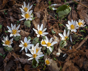 Sanguinaria canadensis (bloodroot)