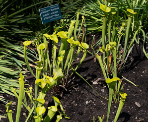 Sarracenia flava (yellow pitcher plant, yellow trumpet, yellow pitcherplant)