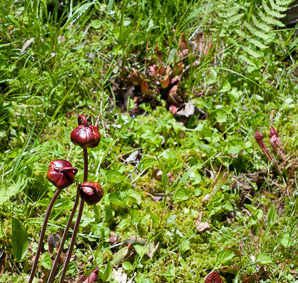 Sarracenia purpurea (purple pitcher plant, American pitcher plant, northern pitcher plant, purple pitcherplant)