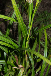 Scirpus atrovirens (green bulrush, dark-green bulrush, dark-green bullrush)