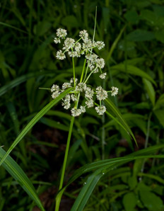 Scirpus atrovirens (green bulrush, dark-green bulrush, dark-green bullrush)