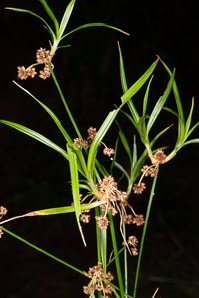 Scirpus hattorianus (mosquito bulrush)